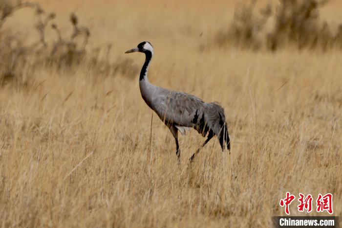 圖為灰鶴在青海海西蒙古族藏族自治州都蘭縣巴隆地區(qū)“閑庭漫步”?！?松太加 攝