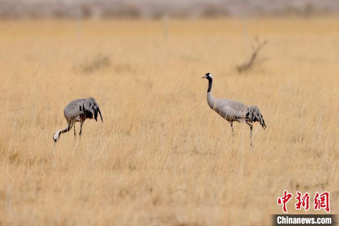圖為灰鶴在青海海西蒙古族藏族自治州都蘭縣巴隆地區(qū)“閑庭漫步”。　 松太加 攝