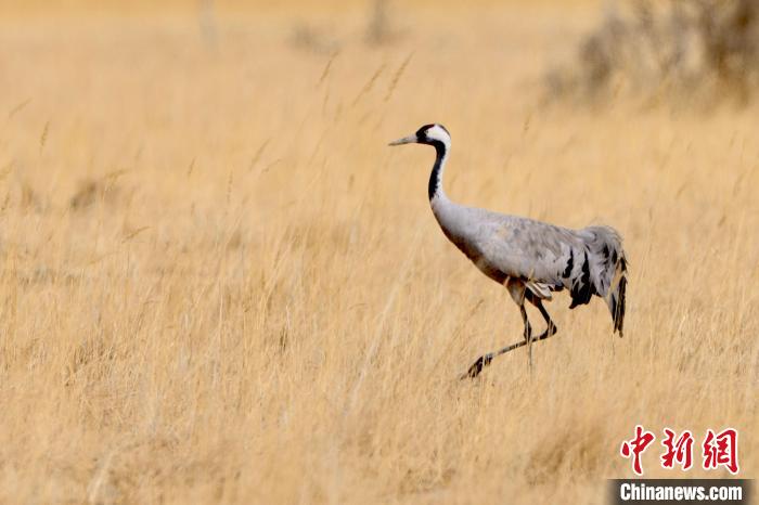 圖為灰鶴在青海海西蒙古族藏族自治州都蘭縣巴隆地區(qū)“閑庭漫步”?！?松太加 攝