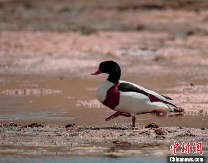 圖為翹鼻麻鴨?！」Π栽?攝