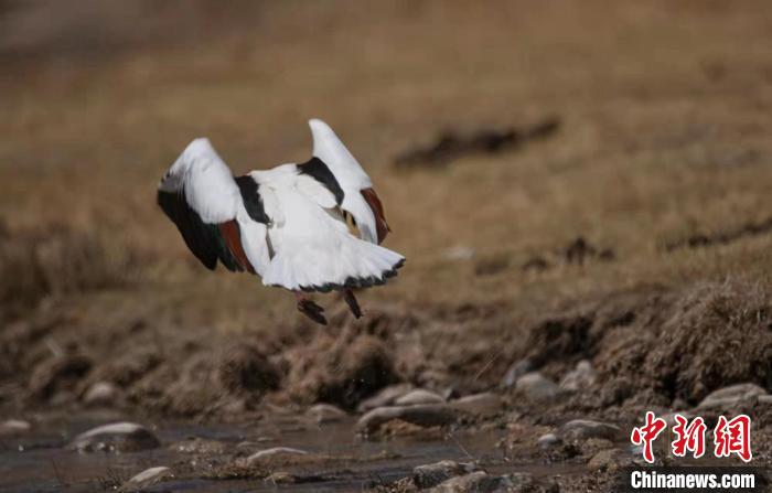 圖為翹鼻麻鴨。　功霸扎西 攝