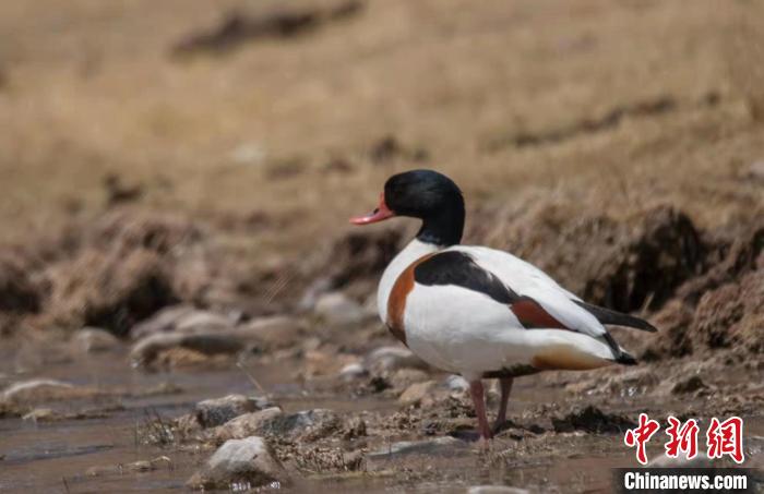 圖為翹鼻麻鴨?！」Π栽?攝