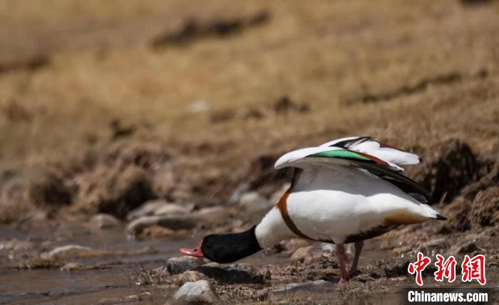 圖為翹鼻麻鴨。　功霸扎西 攝