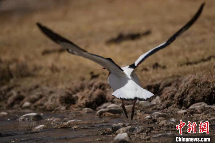 圖為騰飛的翹鼻麻鴨?！」Π栽?攝