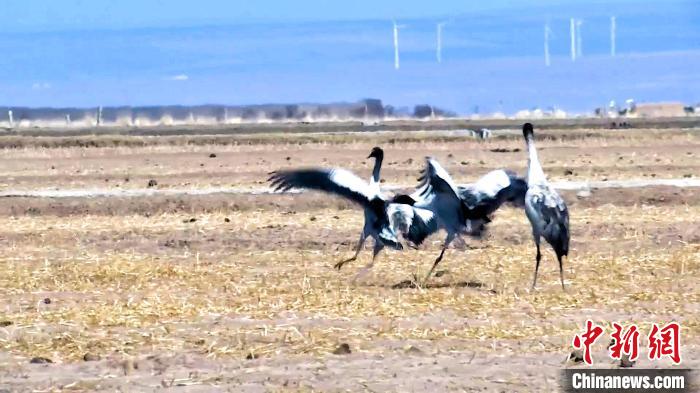 圖為黑頸鶴追逐嬉戲?！￡惷髡?攝