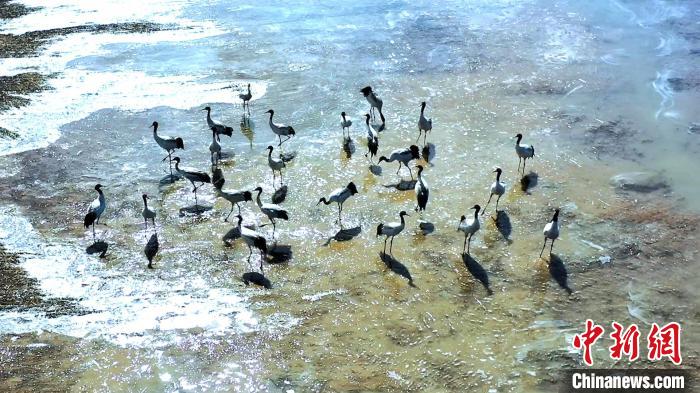 圖為黑頸鶴群駐足休憩?！￡惷髡?攝