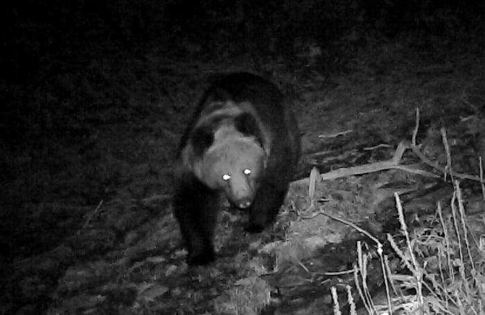 青?；ブ鄙?0年來(lái)首次發(fā)現(xiàn)棕熊活動(dòng)軌跡