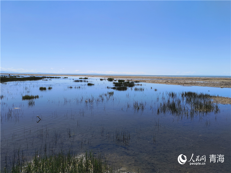   青海湖仙女灣。人民網(wǎng) 張莉萍攝