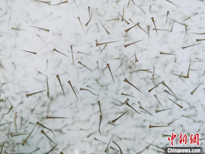 探訪青海湖湟魚“育嬰室”：“密集”育苗，體重10克放流