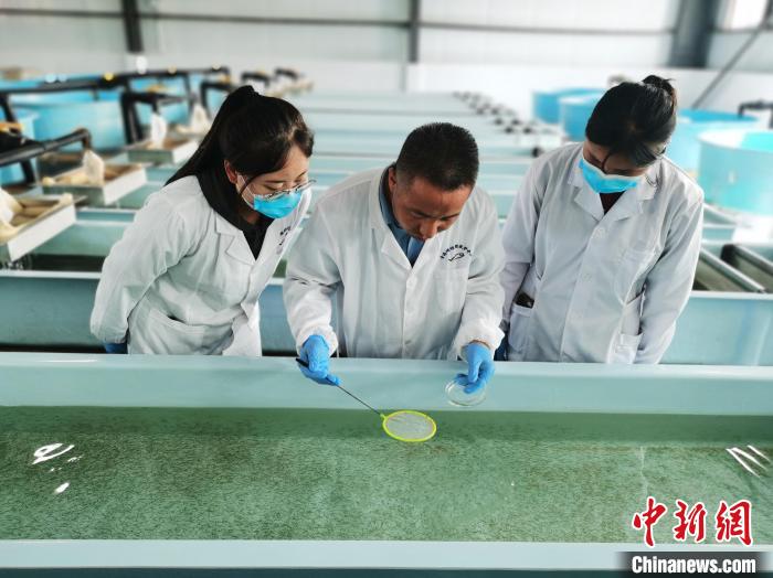 圖為工作人員檢查魚苗?！?zhí)砀?攝