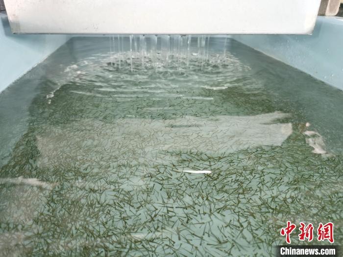 圖為正在育苗。　張?zhí)砀?攝