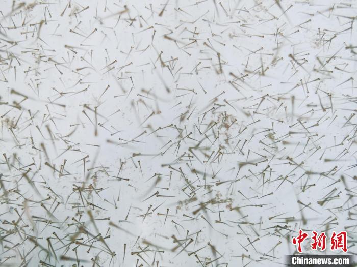 圖為魚苗?！?zhí)砀?攝
