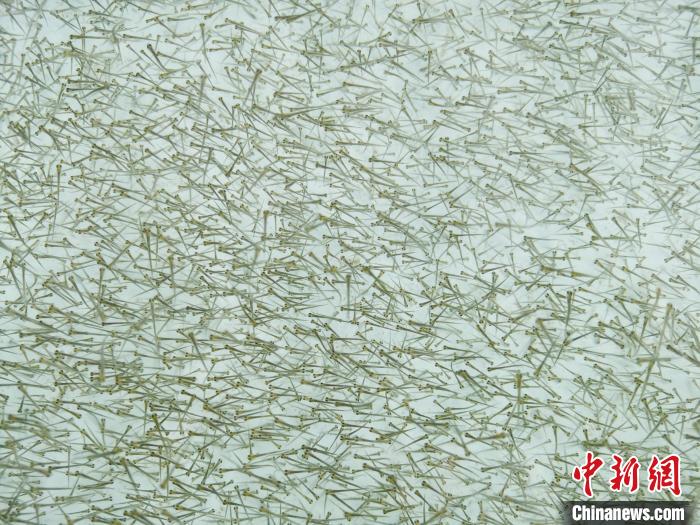 圖為密集培育的魚苗?！?zhí)砀?攝