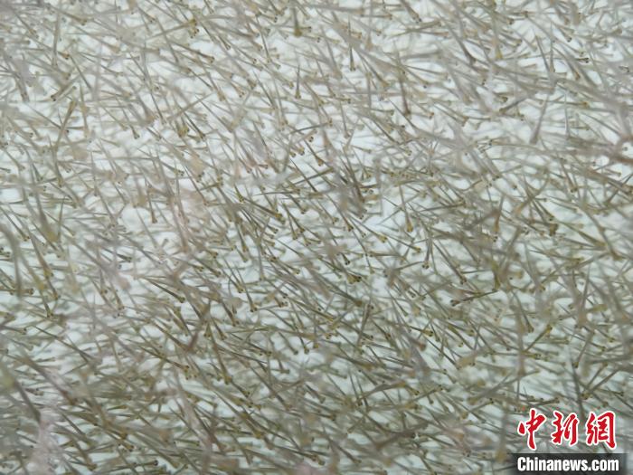 圖為密集分布的魚苗?！?zhí)砀?攝