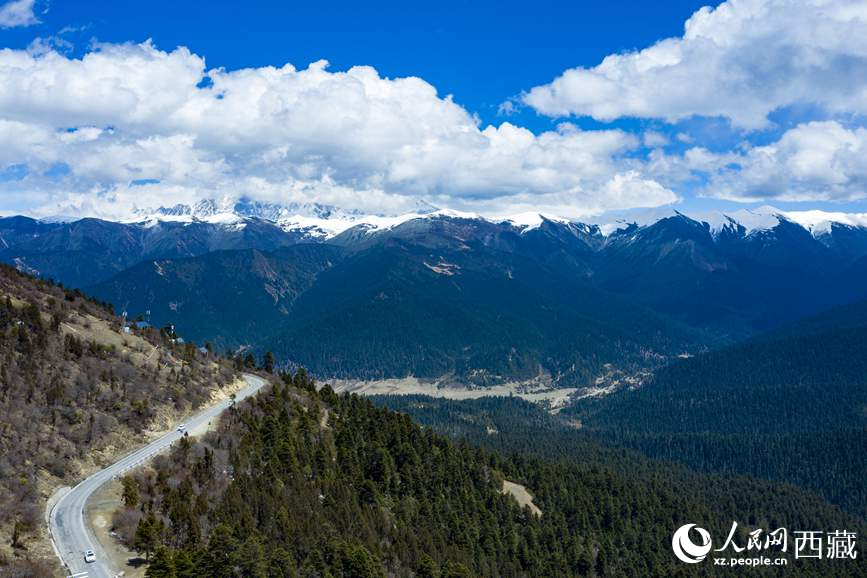 圖為在海拔4700多米的色季拉山，觀測(cè)從森林到草甸的多種植被類(lèi)型。