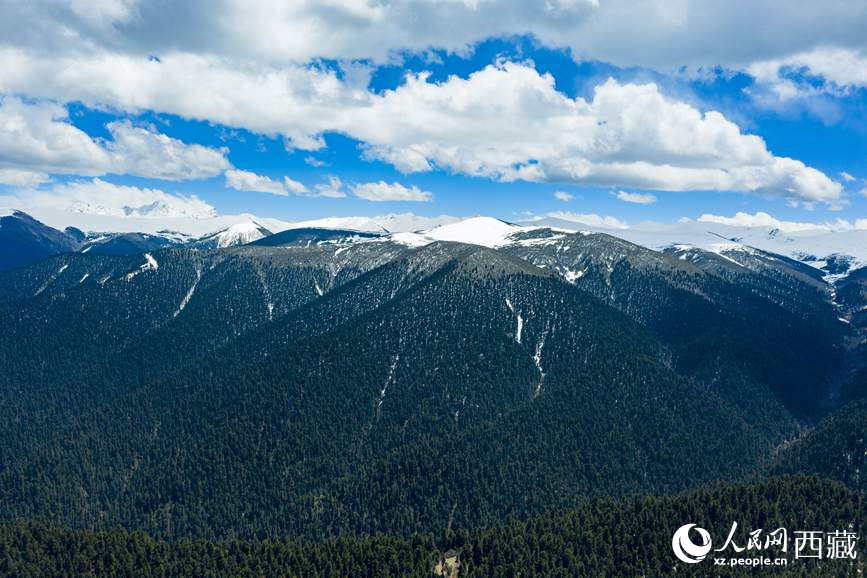 圖為在海拔4700多米的色季拉山，觀測(cè)從森林到草甸的多種植被類(lèi)型。