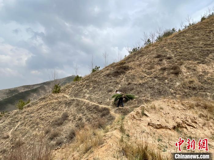 資料圖為建行青海省分行綠化區(qū)施工隊隊員人工運樹苗?！〗ㄐ星嗪Ｊ》中泄﹫D