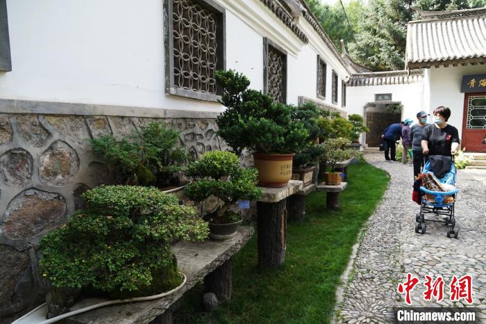 圖為市民在西寧園林植物園內(nèi)觀賞盆景?！●R銘言 攝