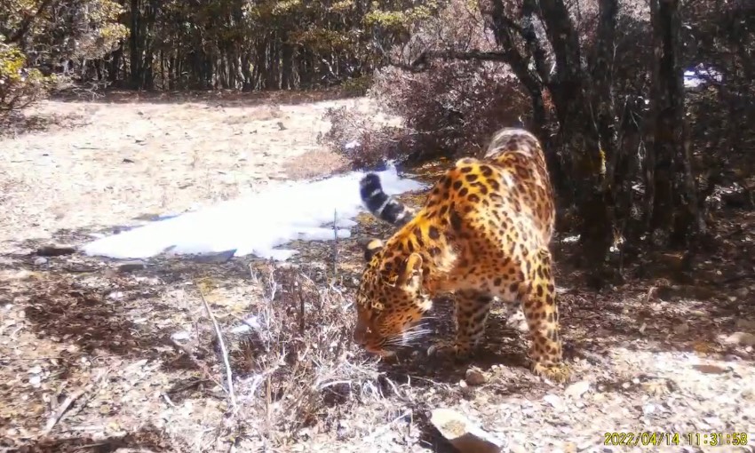 金錢豹。涼山州委宣傳部供圖