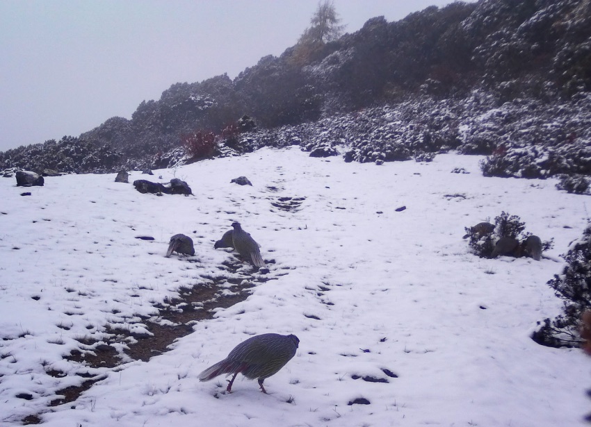 血雉。涼山州委宣傳部供圖