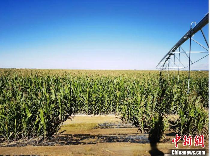 青?！凹Z改飼”項目收儲飼草44萬余噸