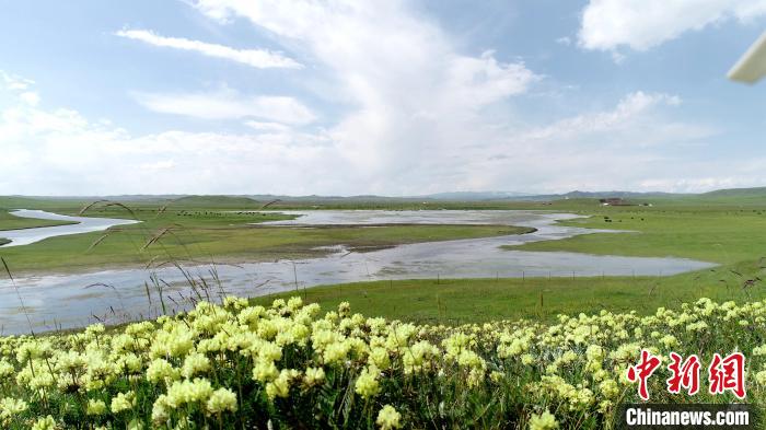 青海澤曲草原見聞：牛羊可“選美”，“生態(tài)畜牧”成招牌