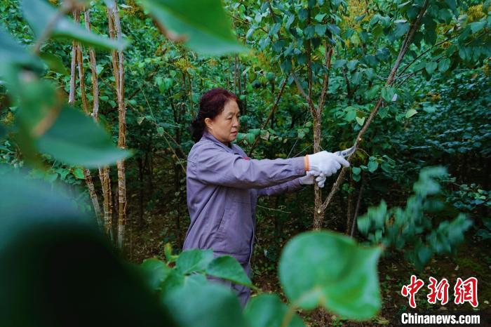 圖為張錦梅修剪丁香枝干?！●R銘言 攝