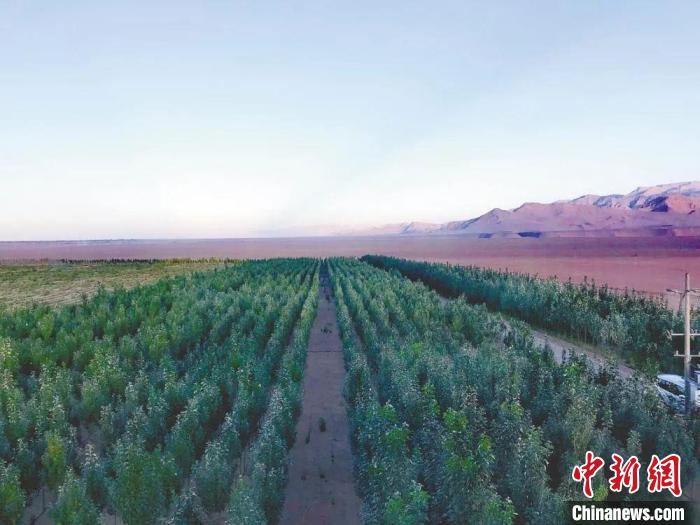 圖為格爾木境內(nèi)種植的綠樹?！「駹柲救诿襟w中心供圖