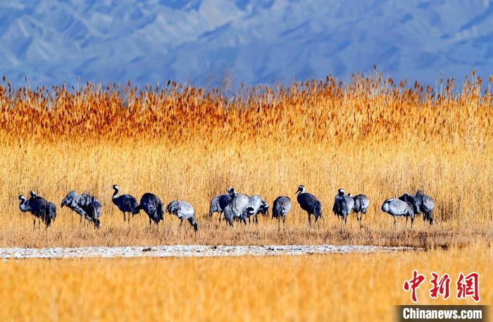 圖為可魯克湖野生水鳥覓食。　德令哈市委宣傳部供圖