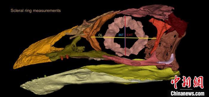 熱河鳥STM3-8化石標(biāo)本的鞏膜環(huán)復(fù)原及測量示意圖。　胡晗 供圖
