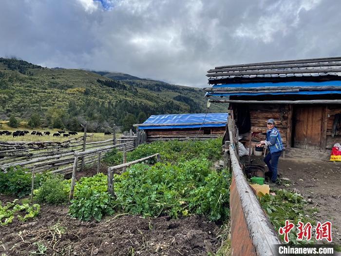 圖為9月27日牧民的牧屋和菜園子。 <a target='_blank' href='/'><p  align=