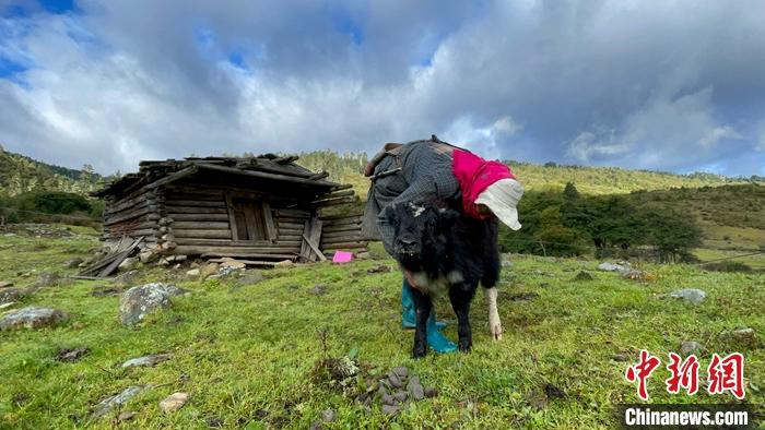 圖為9月27日牧民給小牦牛按摩。 <a target='_blank' href='/'><p  align=