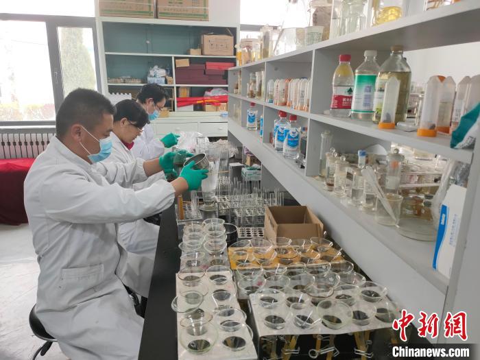 資料圖為研究團隊進行樣本檢查?！?青海省畜牧獸醫(yī)科學院供圖