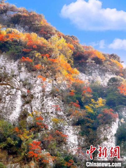 彩林色彩斑斕。　朱平安 攝