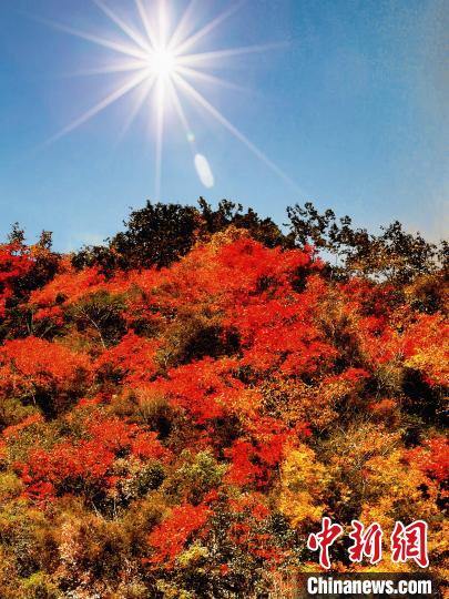 萬源市紅葉似火。　朱平安 攝
