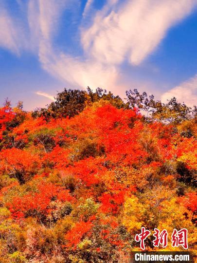 萬源深秋紅葉似火?！≈炱桨?　攝