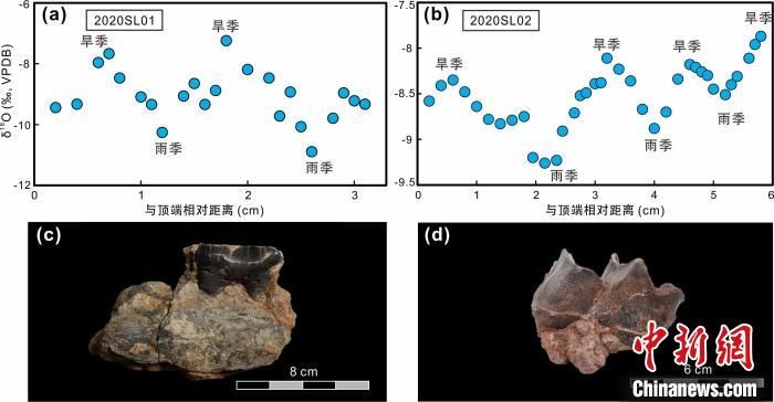 本次研究中的犀牛牙齒化石及氧同位素特征?！≈锌圃呵嗖馗咴?供圖