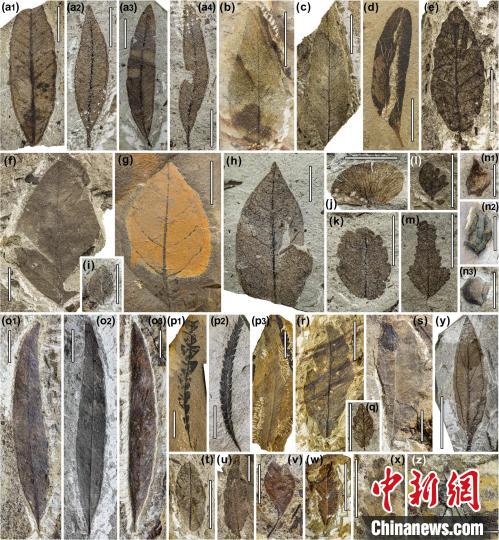 中始新世熱魯化石植物群(4500萬–4000萬年前)?！≈锌圃呵嗖馗咴?供圖