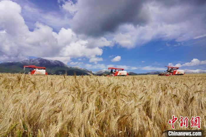圖為青稞收獲?！±钣穹?攝
