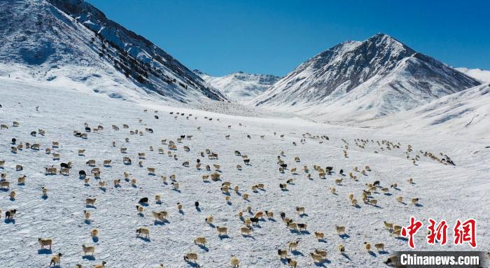 圖為羊群在雪地里覓食?！《继m縣融媒體中心供圖