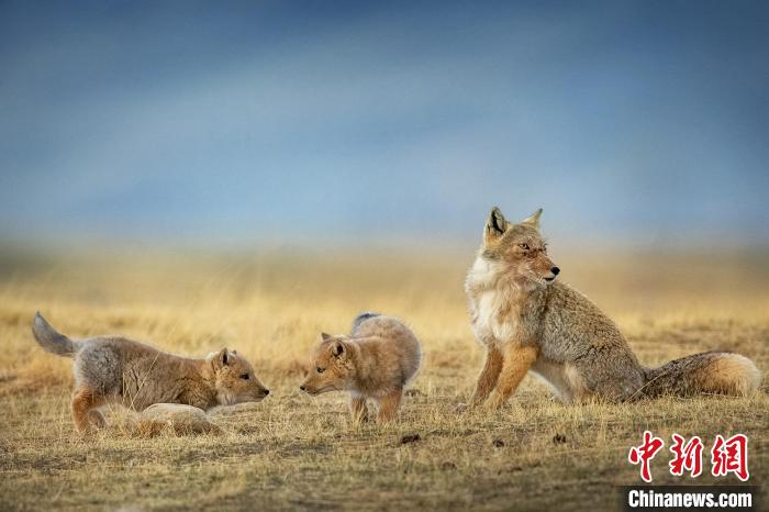 圖為焦生福的作品《居安思?！?。　青海省祁連山自然保護協(xié)會供圖