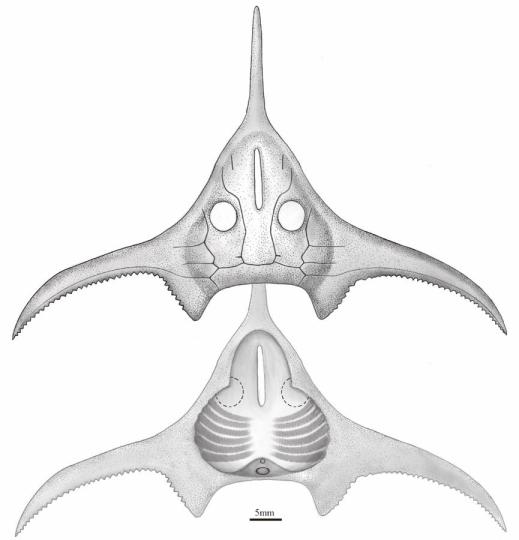 玉海翼角魚復原圖?！」ぢ?繪圖 攝