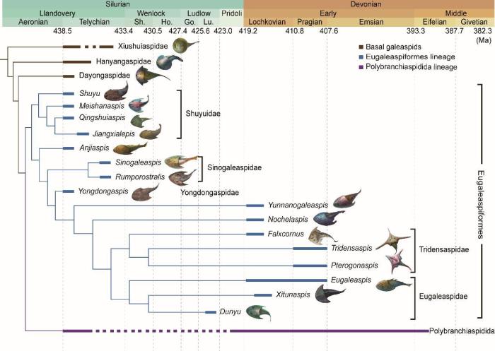 盔甲魚類的系統發(fā)育關系及地史分布?！≈锌圃汗偶棺邓?供圖