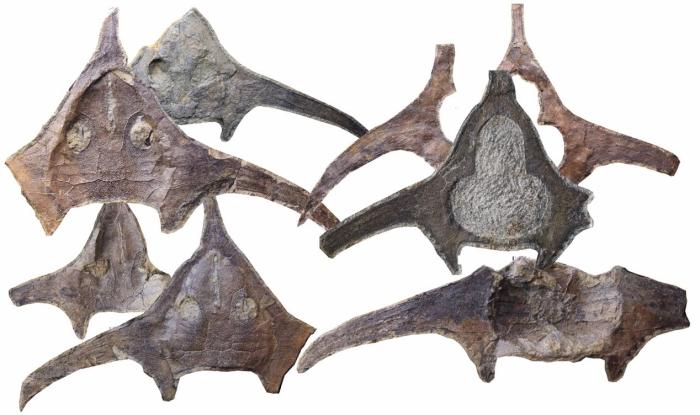 玉海翼角魚化石照片?！∩w志琨 攝