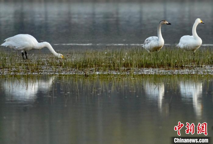 圖為三只大天鵝在黃河灘地嬉戲?！±钣穹?攝