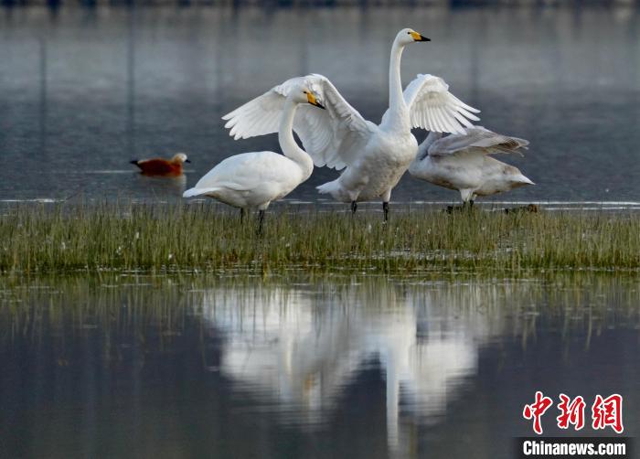 圖為三只大天鵝在黃河灘地嬉戲?！±钣穹?攝