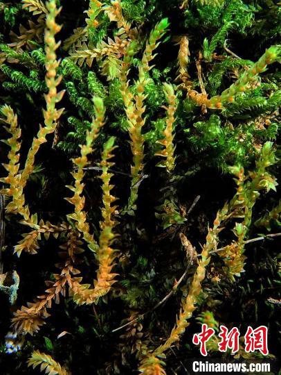 圖為九龍卷柏?！∏嗪Ｉ剿匀毁Y源調查規(guī)劃設計研究院供圖