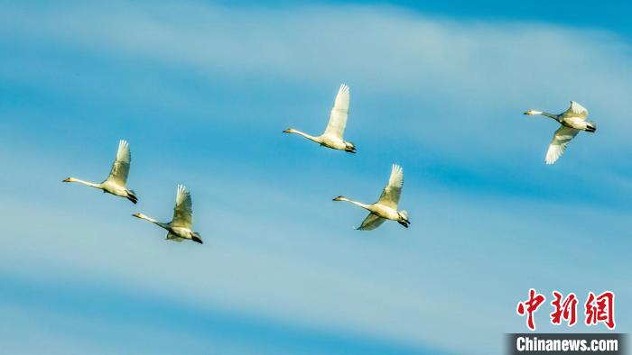 圖為天鵝在空中飛翔?！『螁⒔?攝