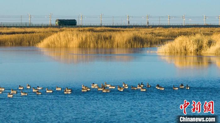 圖為多種野生鳥類在湖中游蕩?！『螁⒔?攝