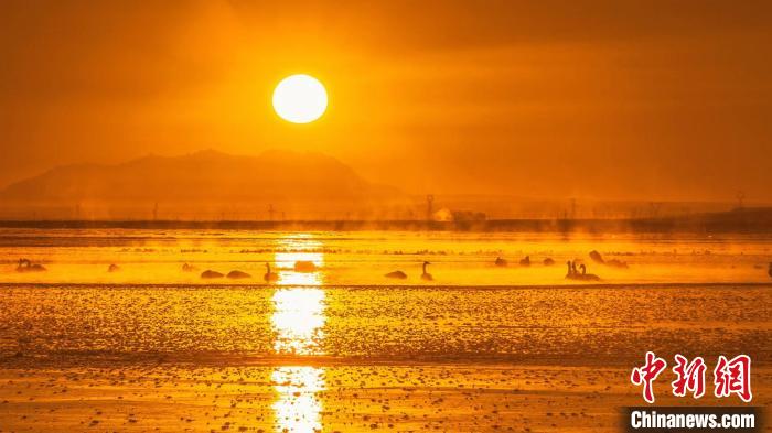 圖為天鵝群在湖中休憩?！『螁⒔?攝